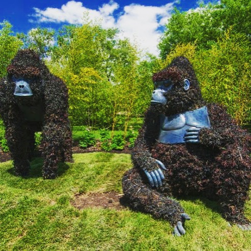 Gorillas - Jardin Botanique De Montreal 🐵🌻🌺🌼🌳 You like? Follow me😊👌🏼✈️#igers #colorful #montreal #canada #flowers #quebec #summer #love #instagood #follow #photooftheday #picoftheday #beautiful #instadaily #instalike #life #followme #instacool #traveling #travel #sky #trip #vacation ##sun #followme #follow4follow #love