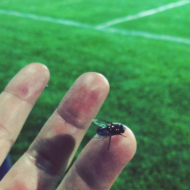 My pet is a fly #weflyhigh #nolie #weballin #animal #animals #insect #love #summer  #instagood #igers #cool #instalike #follow #montreal #sky #soccer #football #caca #magic